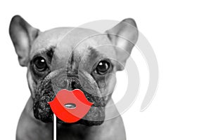 Black and white cute French Bulldog dog with selective red color kiss lips photo prop in front of white