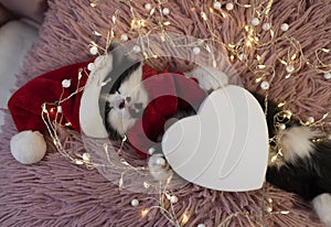 black and white cute kitten in a Santa hat and a red scarf sleeps on his back on a soft pillow