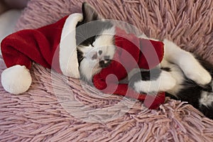 black and white cute kitten in a santa hat and a red scarf sleeps on his back on a soft pink pillow