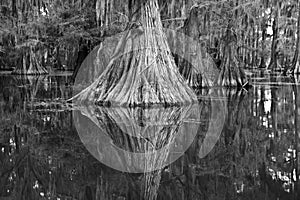 Black and White Cypress Tree on Caddo Lake