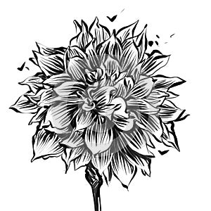 black and white dahlia flower