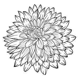 Black and white dahlia flower