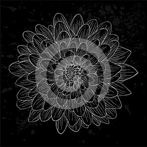 Black and white dahlia flower isolated.