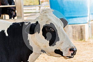 Black and white dairy cow. A close up of a cow`s head