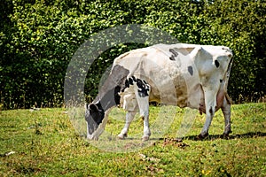 Black and White Dairy Cow on a Green Meadow - Alps Italy