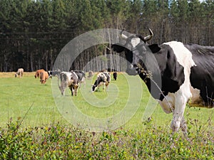 Black and white dairy cow looking towards the camera while her sisters graze in a large field