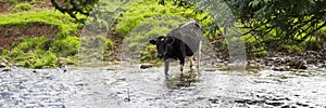 Black and White Dairy Cow standing in a stream of running water