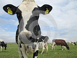 Dairy cow stood in a field looking at camera