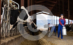 Black and white dairy cows eating hay peeking through stall fence against of farmer with metal can on livestock farm