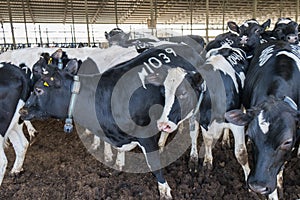 Black and White Dairy cows at farm