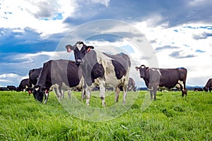 Black and white dairy cows graze in a farm field, in Canterbury, New Zealand