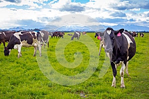 Black and white dairy cows graze in a farm field, in Canterbury, New Zealand