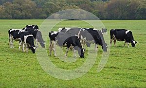 Black and white dairy cows in pasture, farming, agriculture, cattle, rural landscape