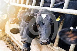 Black and white dairy cows in shed