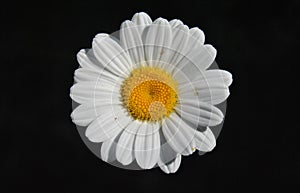 Black & White Daisy flower