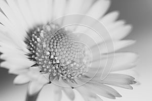 Black and white daisy flower macro
