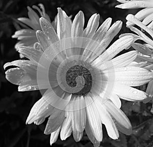 Black and White Daisy Flower in Rain