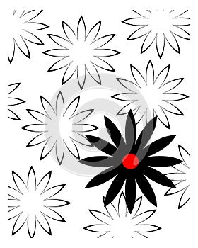 Black and white daisy