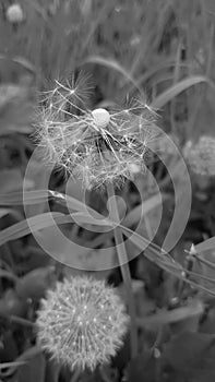 Black and white Dandelion close up - globes of fluffy seeds being blown away by the spring winds