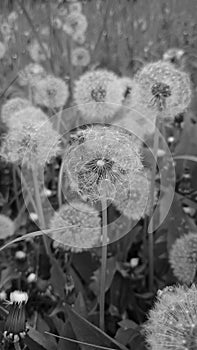 Black and white Dandelion close up - globes of fluffy seeds being blown away by the spring winds