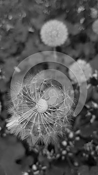 Black and white Dandelion close up - globes of fluffy seeds being blown away by the spring winds