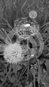 Black and white Dandelion close up - globes of fluffy seeds being blown away by the spring winds