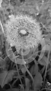 Black and white Dandelion close up - globes of fluffy seeds being blown away by the spring winds