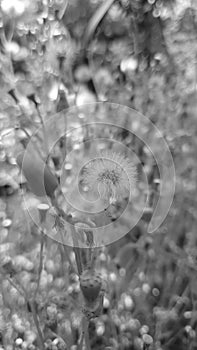 Black and white Dandelion close up - globes of fluffy seeds being blown away by the spring winds