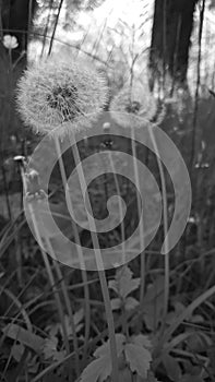 Black and white Dandelion close up - globes of fluffy seeds being blown away by the spring winds