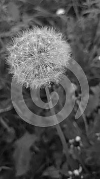 Black and white Dandelion close up - globes of fluffy seeds being blown away by the spring winds