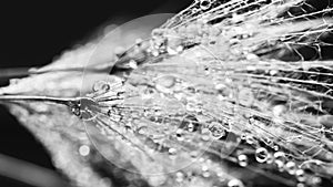 Black and white dandelion seeds with water drops