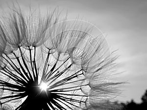Black and white Dandelion in the sun