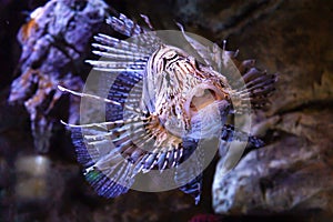 Black white dangerous poisonous lionfish, scorpion fish