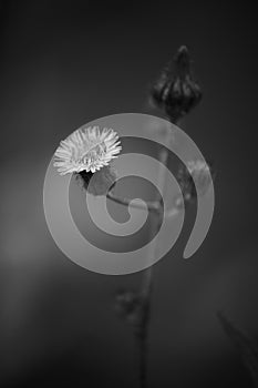 Black and White Dark Green Tropical Taraxacum sp Flower and Buds