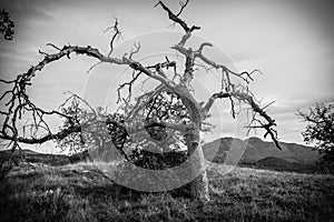 Black and white dead tree