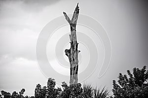 Black and white dead tree with branches
