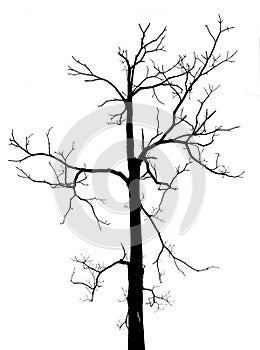 Black and white dead tree in isolated background