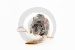 The black-and-white decorative rat, with an angry expression on his muzzle, eats a large piece of white bread