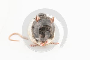 Black-and-white decorative rat eats white bread, on white background
