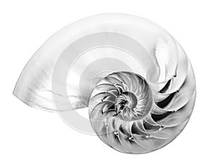 Black and white detail of nautilus spiral shell