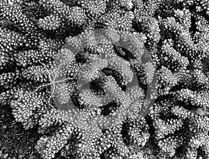 Black and white detail texture of coral on reef with brittle starfish on coral