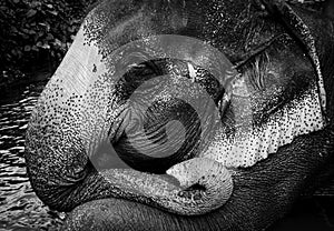 Black and white, detailed, portrait of beautiful asian elephant