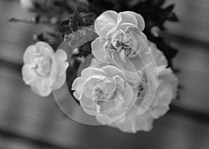 Black and White Dianthus aka Neilikka Flowers