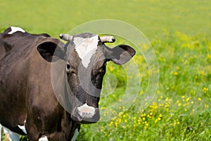 Black and white diary cow grazing on lush grass