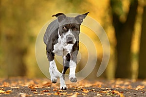 Black and white dog american bull terrier running down the road with trees in the background