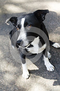 Black and white dog with an attentive and longing look