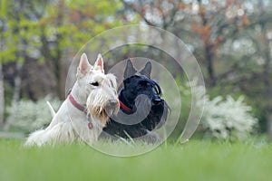 Black and white dog. Beautiful scottish terriers, sitting on green grass lawn, forest in the background, Scotland, United Kingdom