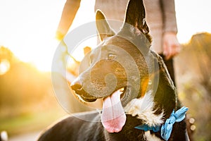 Black and White Dog with blue bandana being walked in Sunset