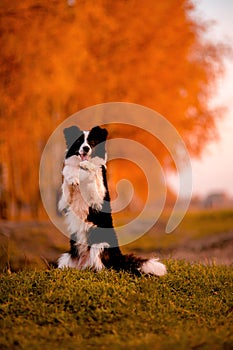 Black and white dog Border collie stay on grass. sunset. yellow forest on background. autumn