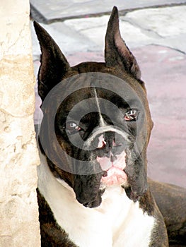 Black and White Dog Boxer